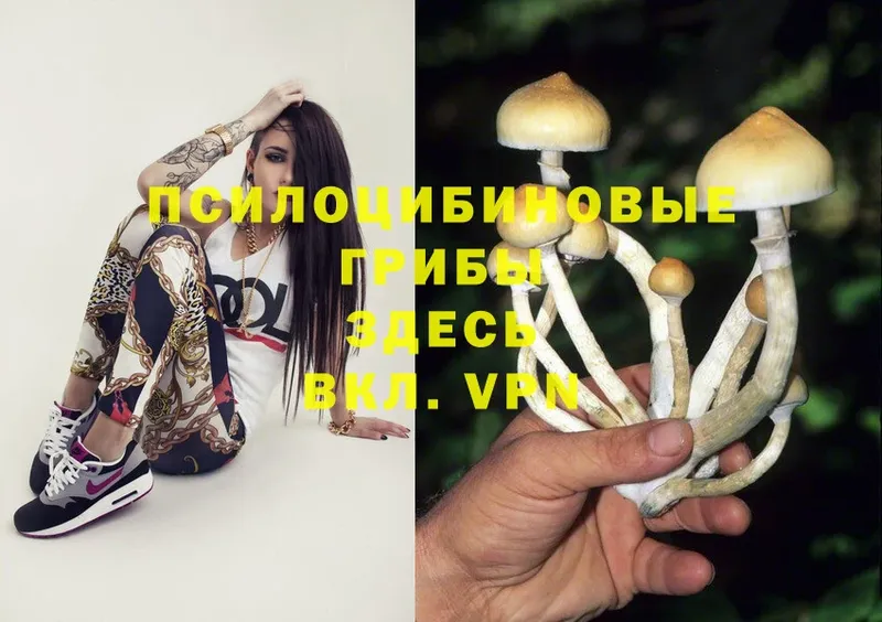 Псилоцибиновые грибы Psilocybine cubensis  Югорск 